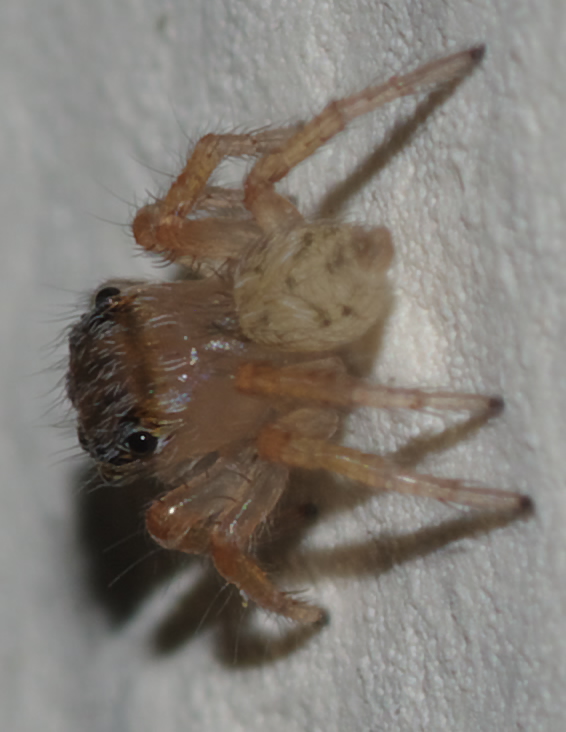 Giovane Salticidae